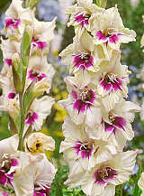 X 100 GLADIOLUS AMBER MYSTIQUE
