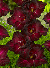 X 100 GLADIOLUS BLACK SURPRISE