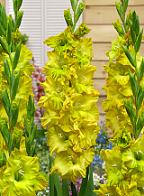 X 100 GLADIOLUS BLITZ