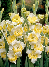 X 100 GLADIOLUS BUGGY