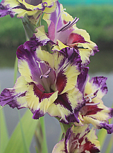 X 100 GLADIOLUS CIRCUS COLOR