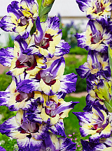 X 100 GLADIOLUS CIRCUS COLOR
