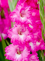 X 100 GLADIOLUS FAIRYTALE PINK