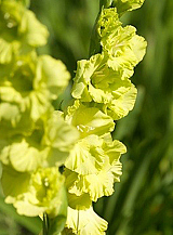 X 100 GLADIOLUS GREEN STAR