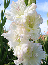 X 100 GLADIOLUS IVORY PERFECTION