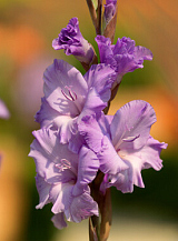 X 100 GLADIOLUS MILKA