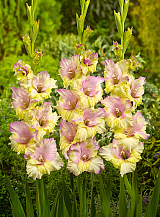 X 100 GLADIOLUS MON AMOUR