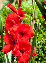 X 100 GLADIOLUS OSCAR