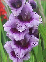X 100 GLADIOLUS PASSOS