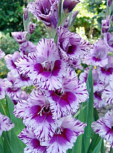 X 100 GLADIOLUS PASSOS