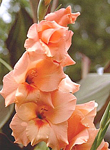 X 100 GLADIOLUS PETER PEARS