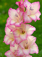 X 100 GLADIOLUS PRISCILLA