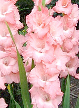 X 100 GLADIOLUS ROSE SUPREME