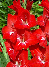 X 100 GLADIOLUS TRADERHORN