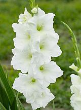 X 100 GLADIOLUS WHITE PROSPERITY