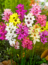 X 100 IXIA MIX