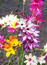 X 100 IXIA MIX