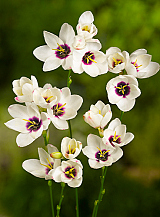 X 100 IXIA SPOTLIGHT
