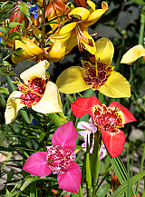 X 100 TIGRIDIA PAVONIA MIX