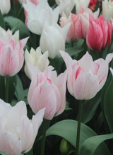 X 100 TULIPA KARATE
