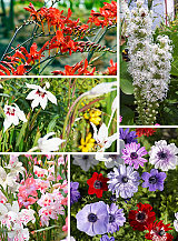 X  250 BIODIVERSITY BEES AND BUTTERFLIES