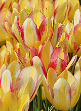 X 100 TULIPA ANTOINETTE