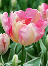 X 100 TULIPA SILVER PARROT