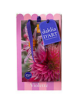 X 1 TAS DAHLIA D'ART 4 DAHLIA VIOLETTE