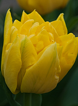 X 100 TULIPA MONTE CARLO