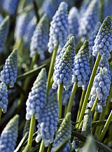 X 100 MUSCARI VALERIE FINNIS