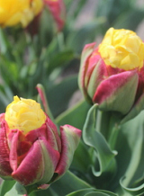 X 100 TULIPA ICE CREAM BANANA