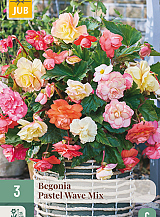X 3 BEGONIA PASTEL WAVE MIX
