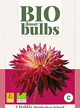 X 1 BIO DAHLIA MANHATTAN ISLAND