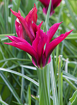 X 100 TULIPA PURPLE DOLL