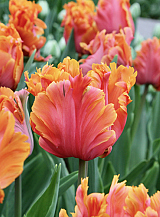 X 100 TULIPA AMAZING PARROT