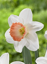 X 100 NARCISSUS PINK PRIDE