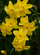 X 100 NARCISSUS SABROSA