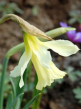 X 100 NARCISSUS W.P. MILNER
