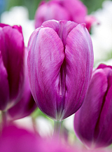 X 100 TULIPA CAVIAR