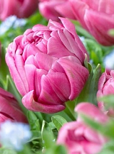 X 100 TULIPA DOUBLE YOU