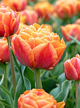 X 100 TULIPA FORMULE ONE