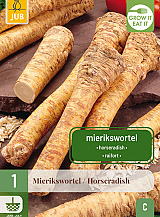 X 1 ARMORACIA RUSTICANA / MIERIKSWORTEL