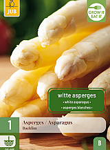 X 1 ASPARAGUS / ASPERGES BACKLIM