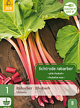 X 1 RHEUM / RABARBER VICTORIA