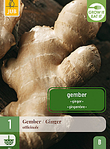 X 1 ZINGIBER / GEMBER OFFICINALE