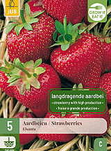 X 5 FRAGARIA / AARDBEIEN ELSANTA