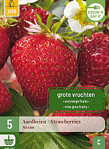 X 5 FRAGARIA / AARDBEIEN MAXIM
