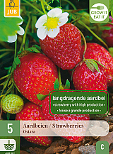 X 5 FRAGARIA / AARDBEIEN OSTARA