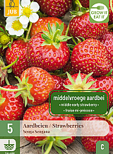 X 5 FRAGARIA / AARDBEIEN SENGA SENGANA