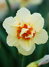 X 100 NARCISSUS DOUBLE FASHION